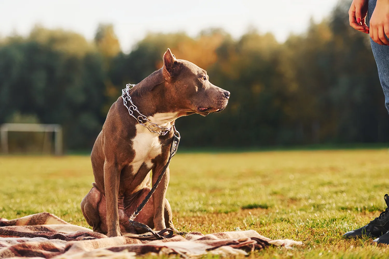 Myths and facts about Pitbulls