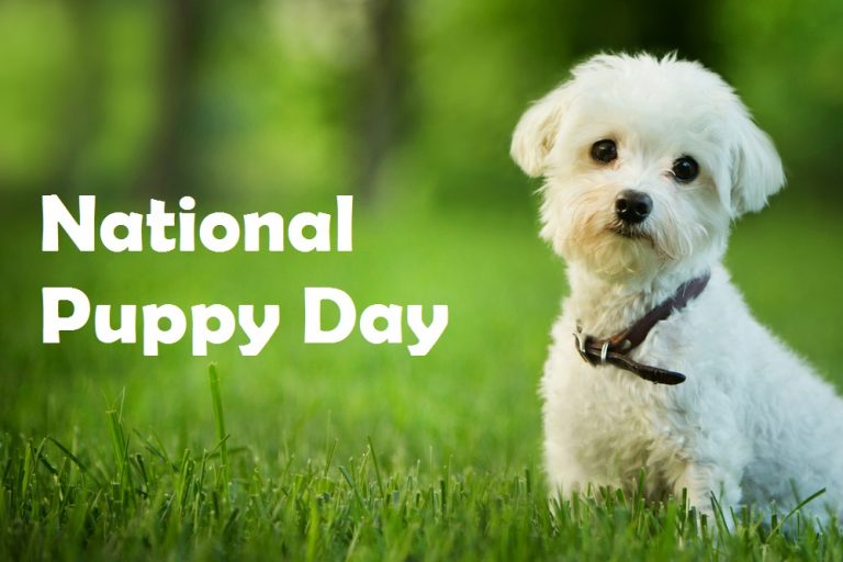 National Puppy Day 2021 History, Quotes, Jokes & Ways to Celebrate