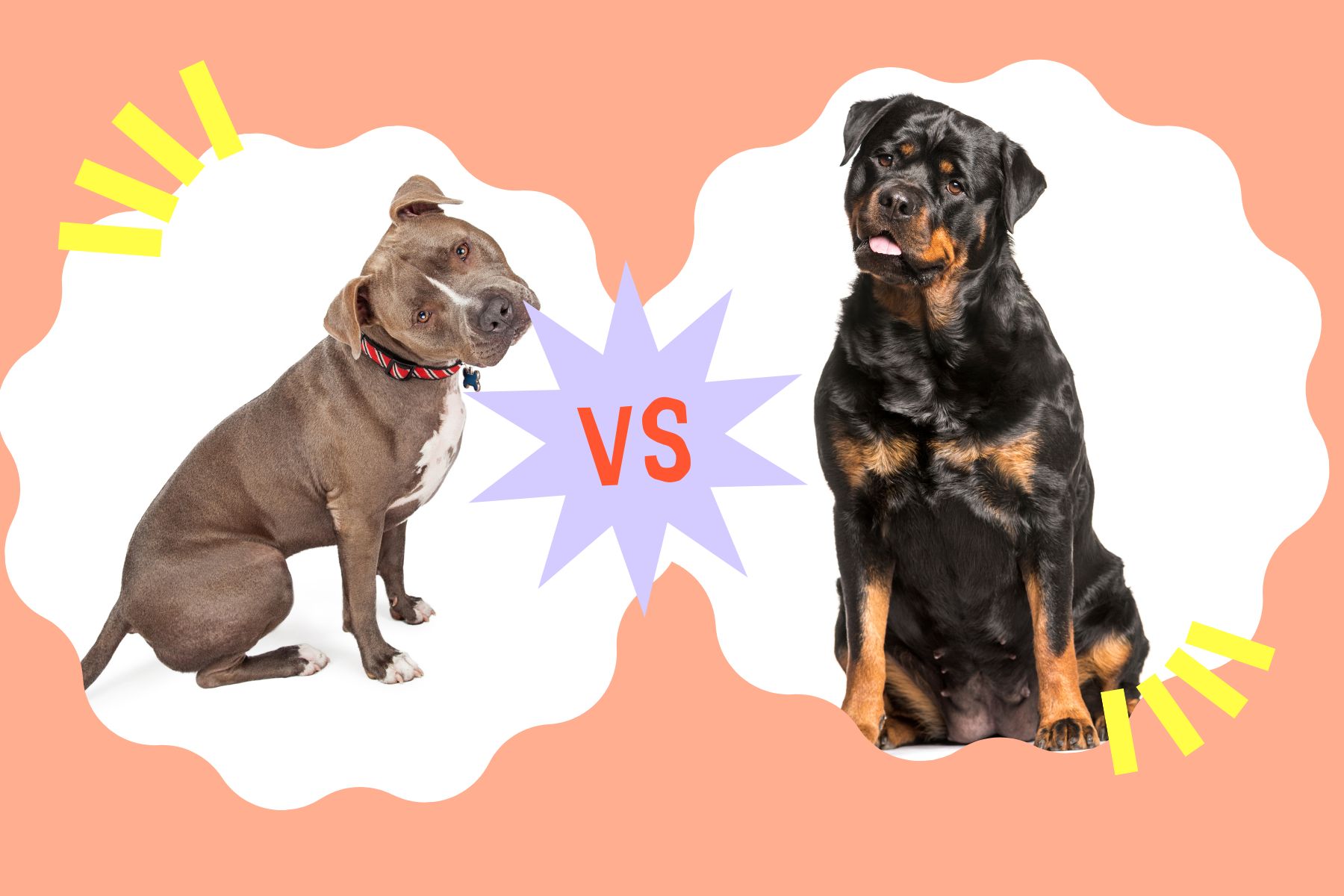 Rottweiler vs Pitbull side by side comparison