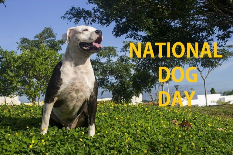 Happy National D Day 2019