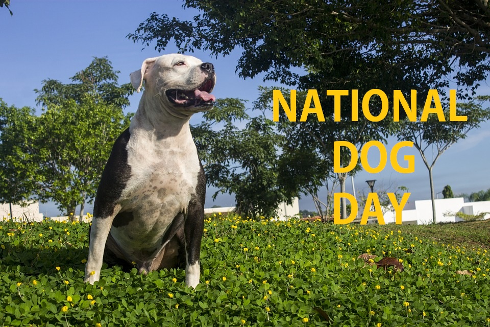 National Dog Day 2021 History Facts Events Quotes Activities