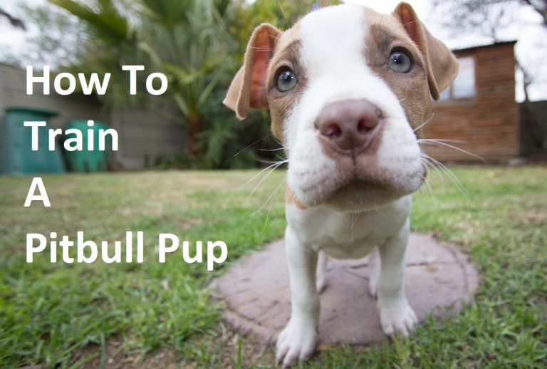 How to Train a Pitbull Pup