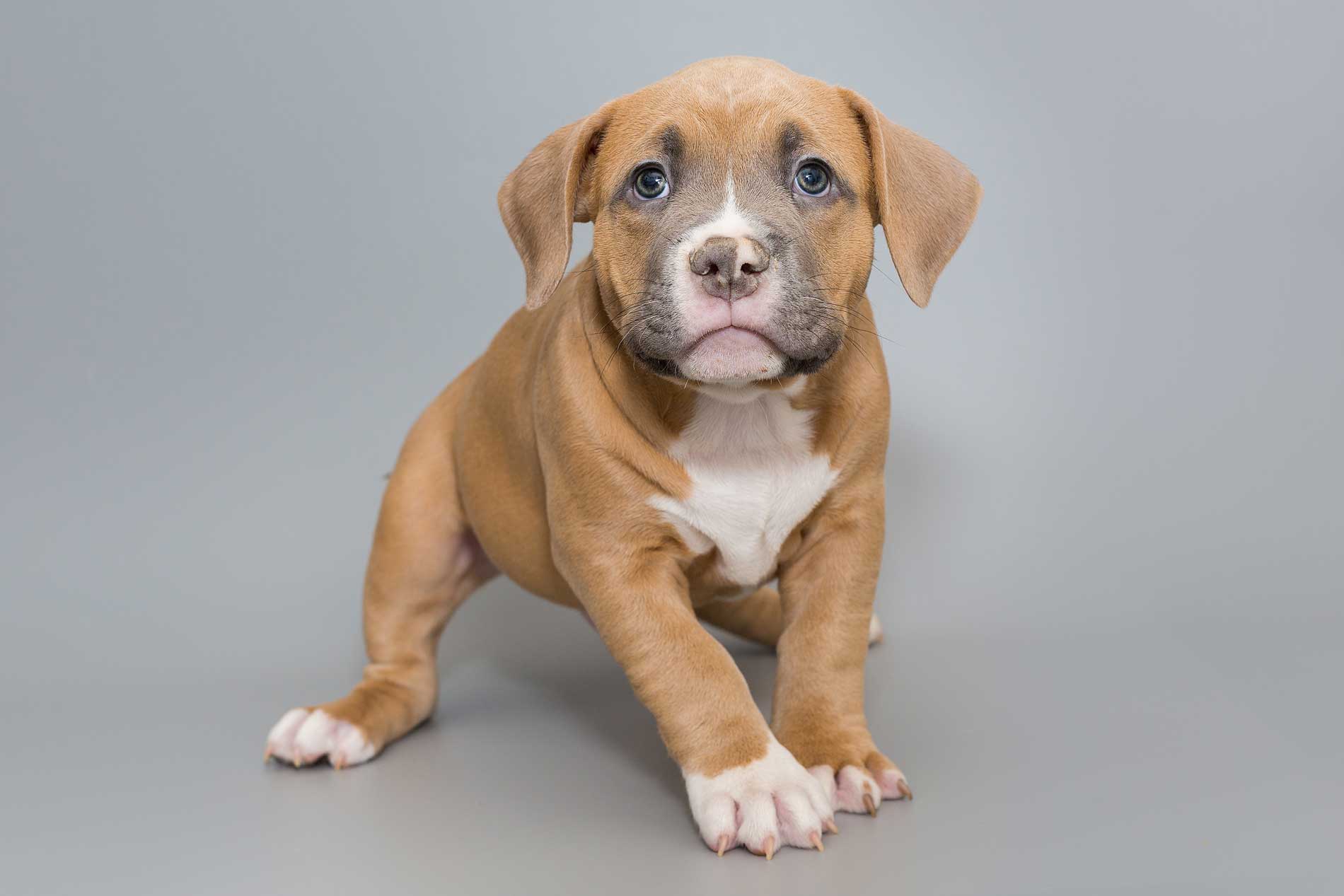 How to train your pitbull puppy