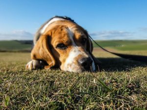 Dogs With Cushings Disease