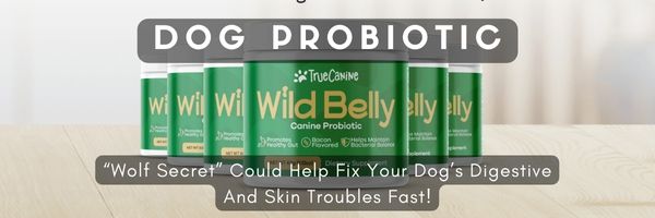 dog probiotics