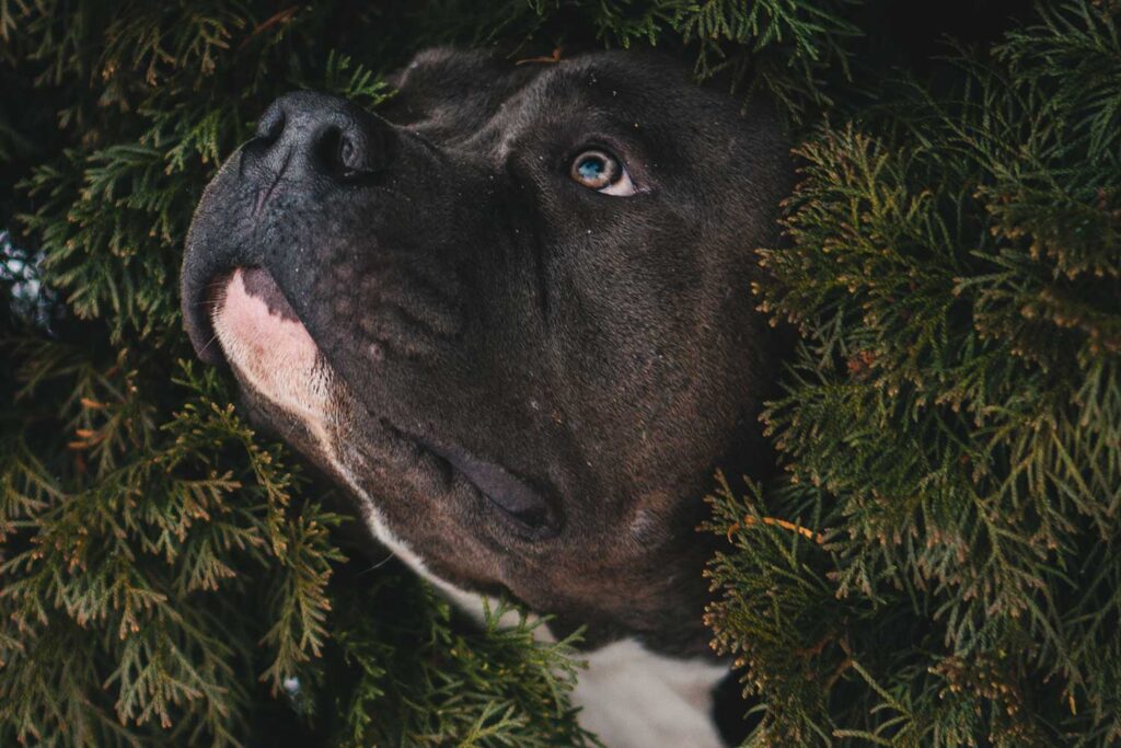 6 Most Common Pitbull Misconceptions you shouldn't believe