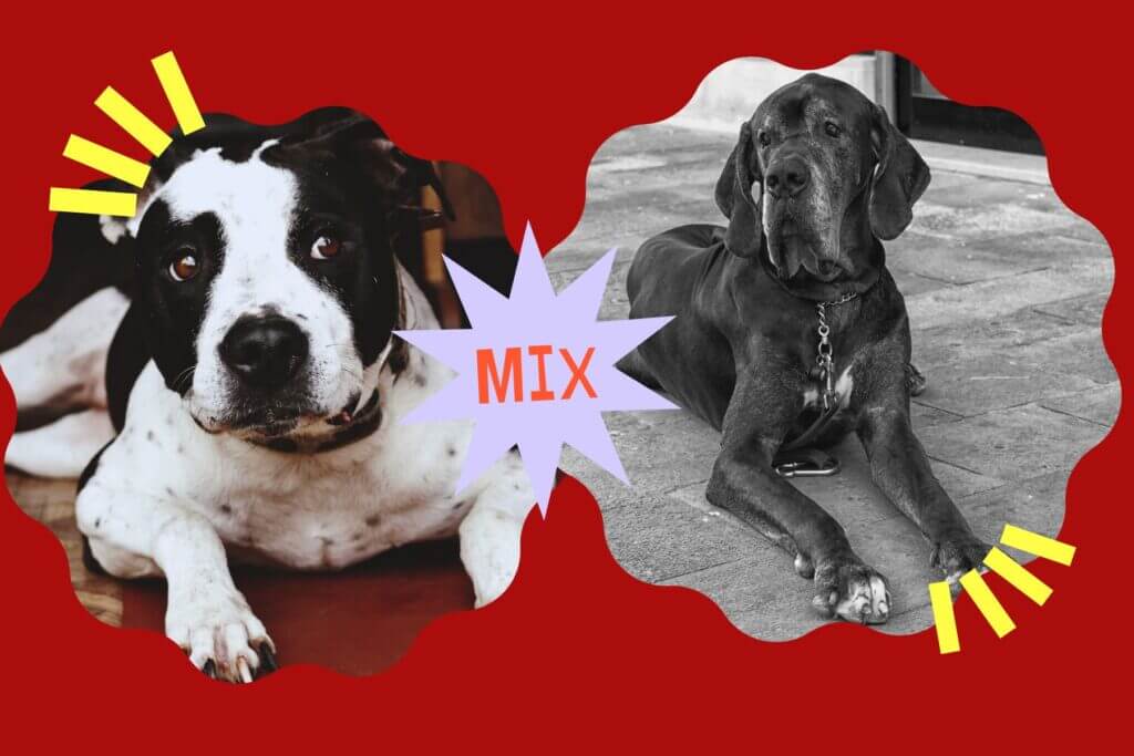 Pit Bull And Great Dane mix: The Great Danebull