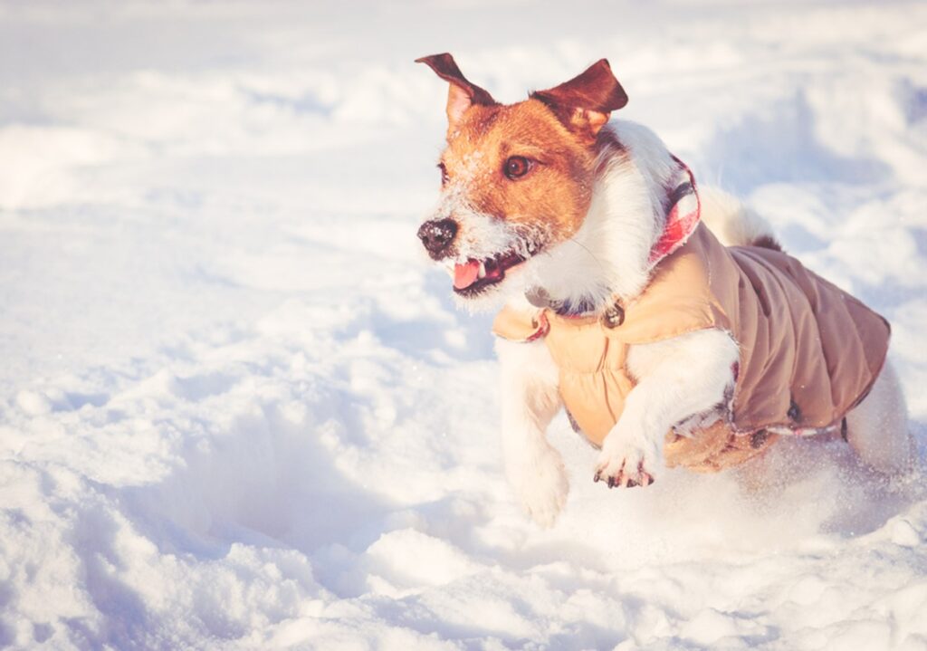 tips for walking your dog in the cold