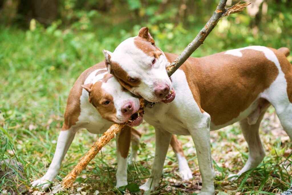 Two Pitbulls are playing with stick