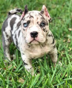Merle Pitbull Puppy